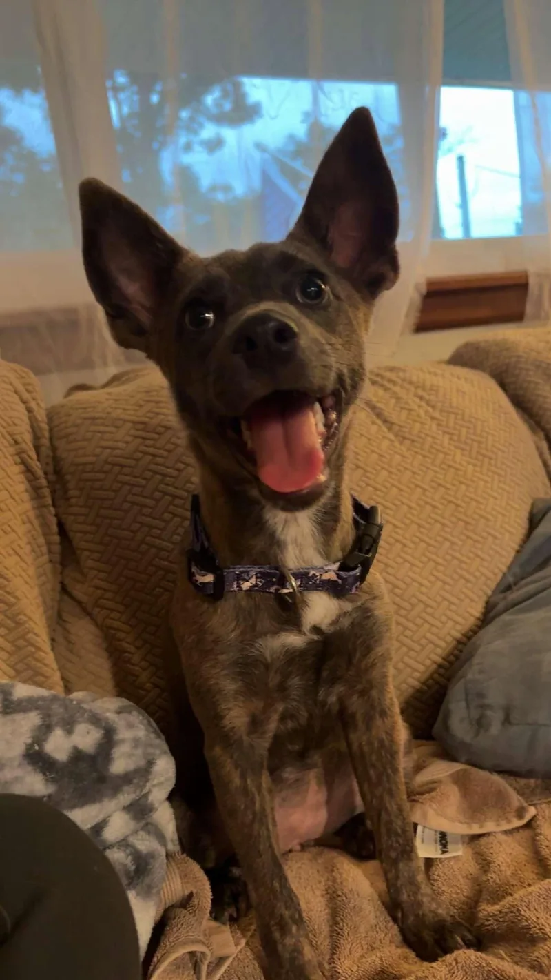 A young medium-sized female Dutch Shepherd dog named Maybel for adoption in Topeka, KS