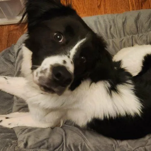 A baby medium-sized male Bicolor Border Collie dog named Waylon for adoption in Sanford, NC