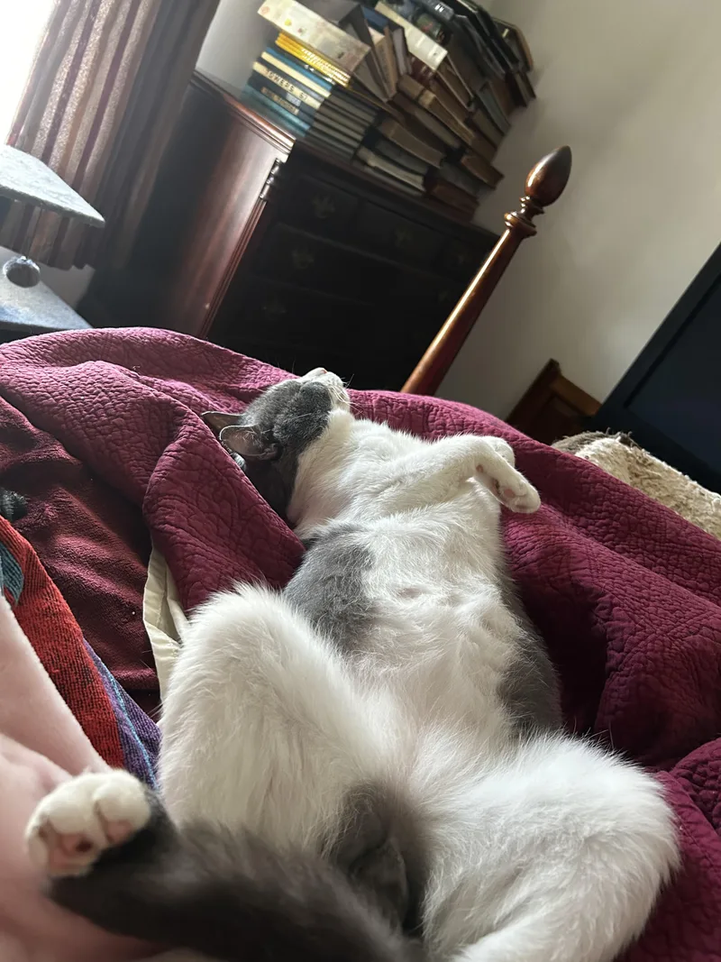An adult medium-sized male Gray & White Domestic Short Hair cat named Maxwell for adoption in CANONSBURG, PA