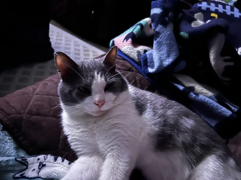 Maxwell thumbnail 6
