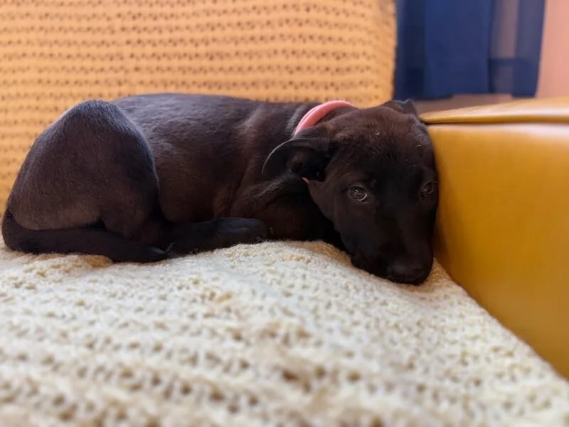 A baby medium-sized female Black German Shepherd Dog dog named April Bandera for adoption in Friendswood, TX