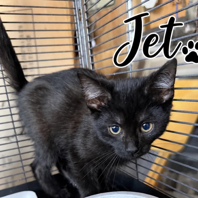 A baby small-sized female Black Domestic Medium Hair cat named Jet for adoption in Lancaster, OH