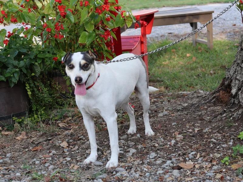 An adult medium-sized female Feist dog named Sundi for adoption in Humboldt, TN