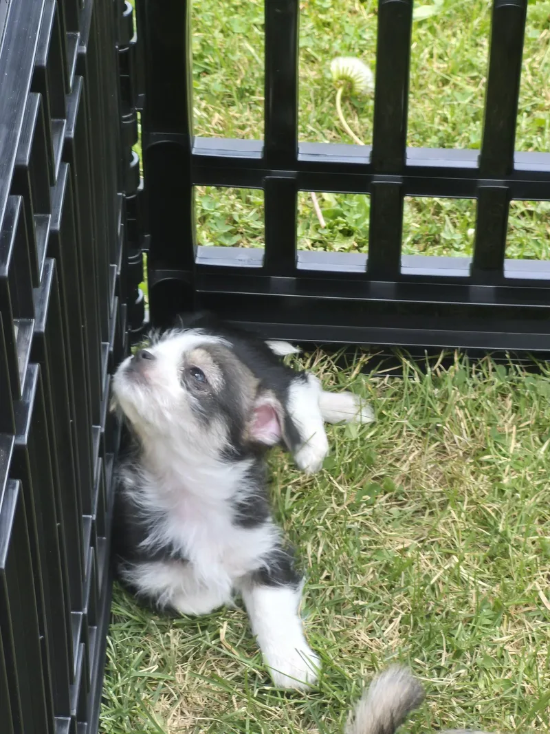 A baby small-sized female Tricolor (Brown, Black, & White) Chihuahua dog named Sally for adoption in Covington, KY