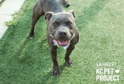An adult large-sized male Gray / Blue / Silver Pit Bull Terrier dog named Lambert for adoption in Kansas City, MO