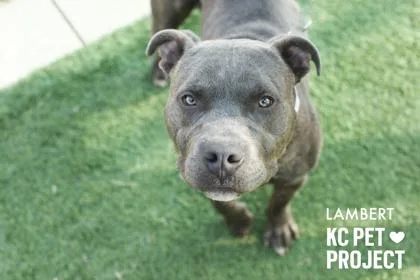 Lambert thumbnail 2