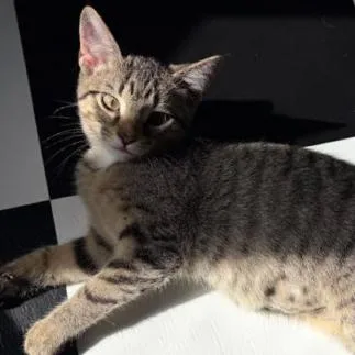 A baby small-sized female Brown / Chocolate Domestic Short Hair cat named Marble for adoption in Coralville, IA