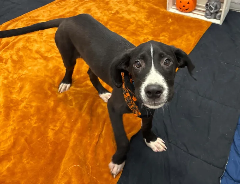 A baby large-sized male Great Dane dog named Epson for adoption in China Township, MI