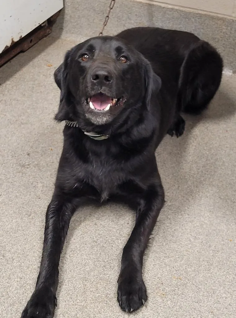 An adult large-sized male Labrador Retriever dog named Jagger for adoption in Hopkinsville, KY