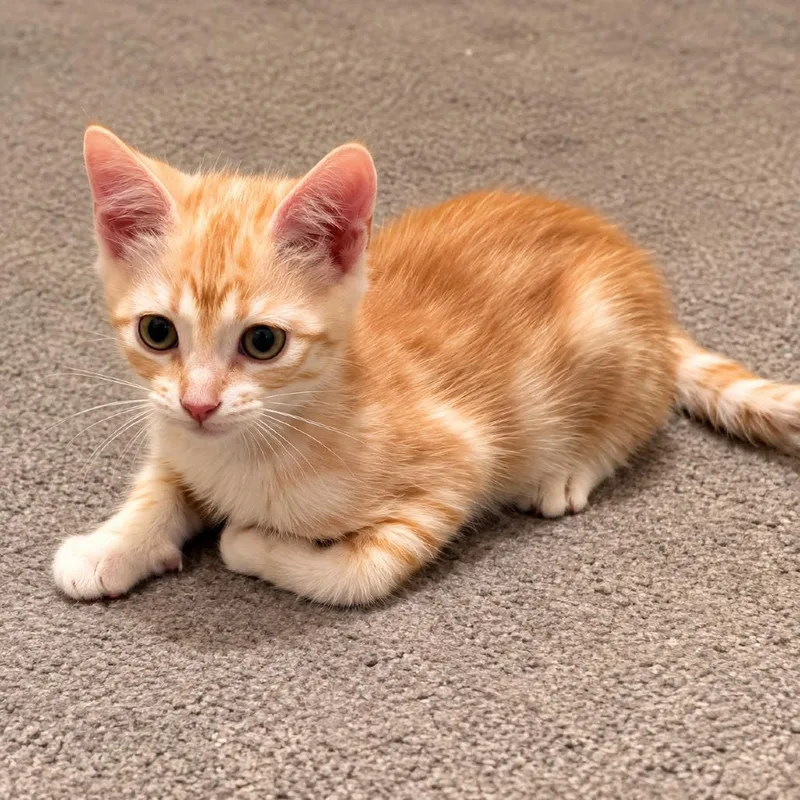 A baby small-sized male Cream / Ivory Domestic Short Hair cat named Blondie for adoption in Houston, TX