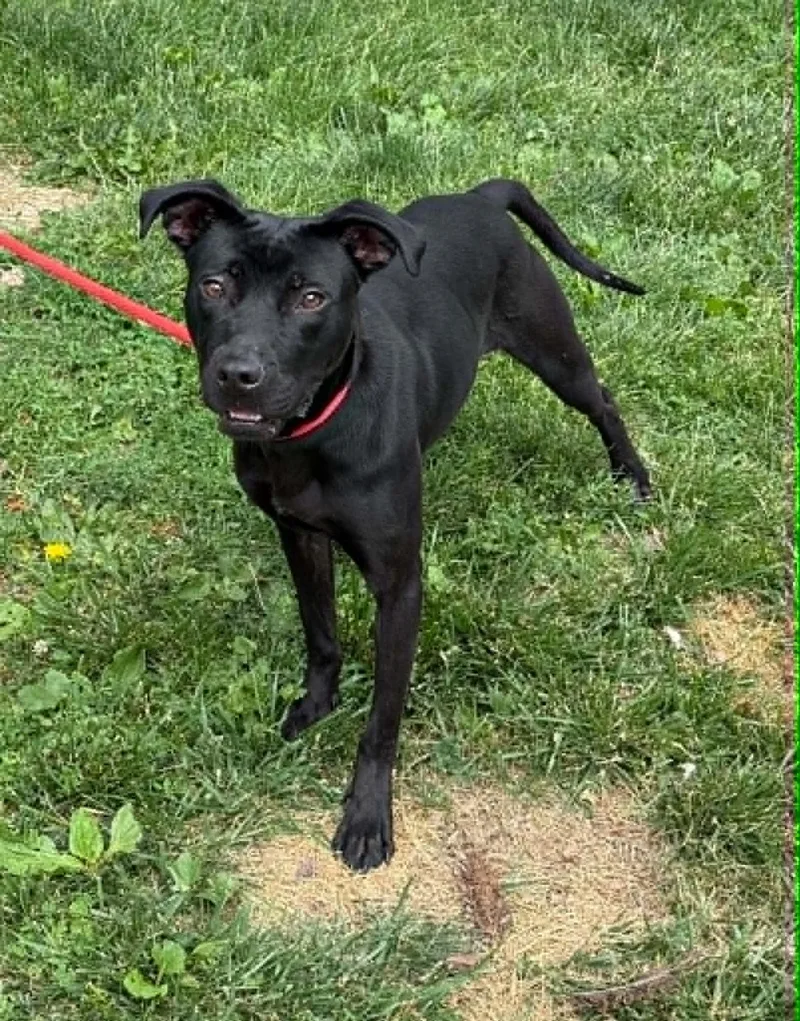 A young medium-sized male Black Labrador Retriever dog named Nike for adoption in Springfield, IL