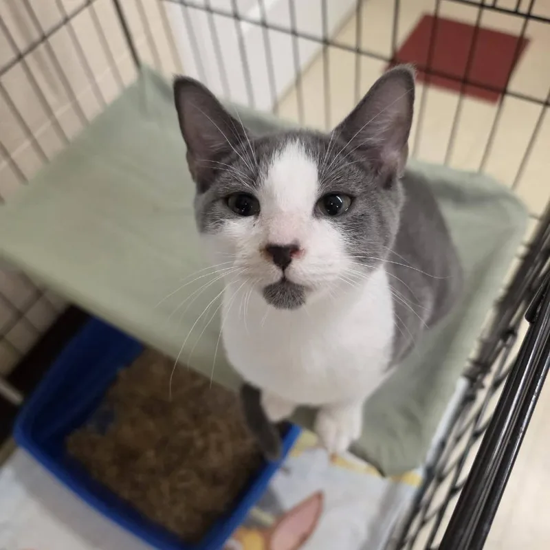 A baby medium-sized male Gray / Blue / Silver Domestic Short Hair cat named Venus for adoption in Waynesboro, PA