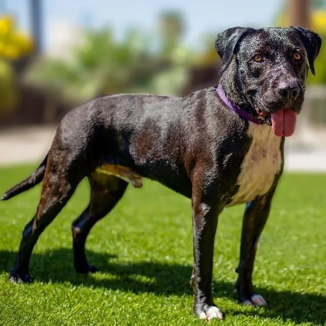 An adult large-sized male Black Mastiff dog named Tonka for adoption in Phoenix, AZ