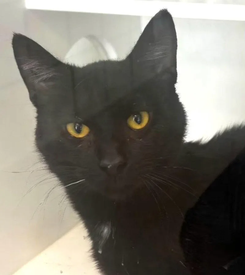 An adult medium-sized male Black Domestic Short Hair cat named Lux for adoption in Greenfield, IN