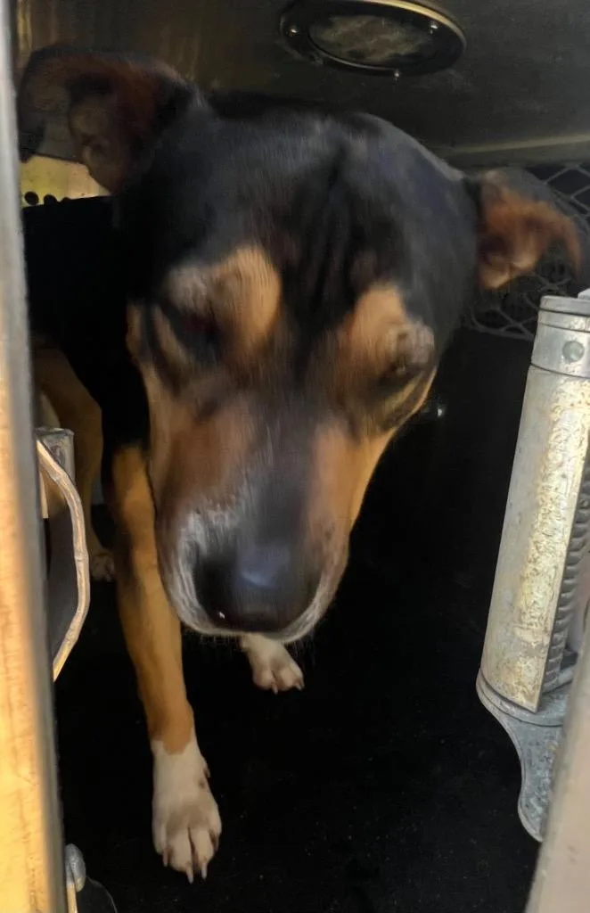 A young large-sized female Mixed Breed dog named Hollow for adoption in Rome, GA