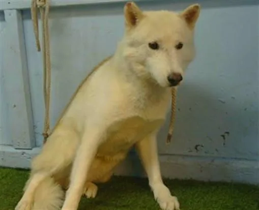 An adult large-sized male Siberian Husky dog named Kimchi for adoption in Gardena, CA