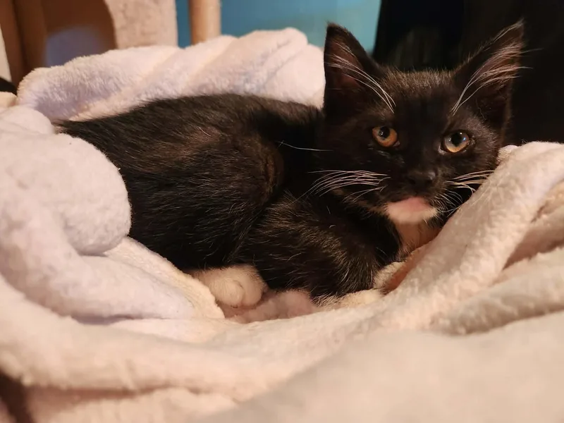 A baby medium-sized male Domestic Short Hair cat named Ren for adoption in Rochester , NY