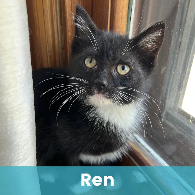 Ren thumbnail 4
