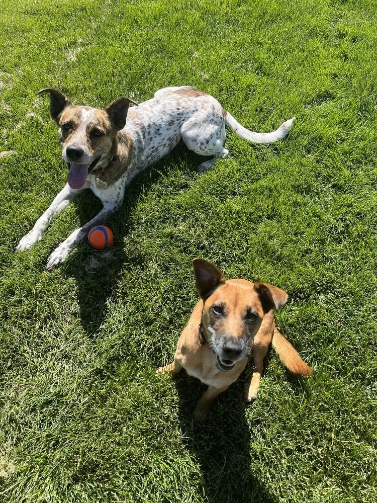 An adult medium-sized male Australian Cattle Dog / Blue Heeler dog named Matteo for adoption in Littleton, CO