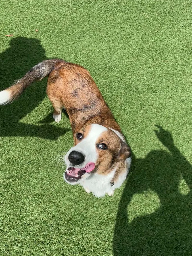 A young medium-sized male Corgi dog named Dukeee for adoption in Semmes, AL