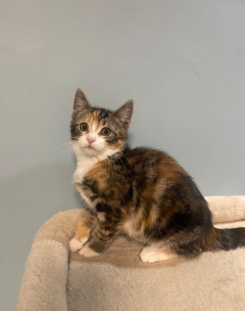 A baby medium-sized female Torbie Domestic Short Hair cat named Petal for adoption in Clayton, NJ