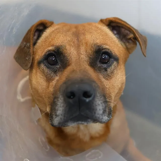 A young medium-sized male American Staffordshire Terrier dog named Zeno for adoption in San Antonio, TX
