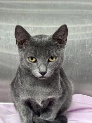 A baby medium-sized female Domestic Short Hair cat named Alexis for adoption in West Chester, PA