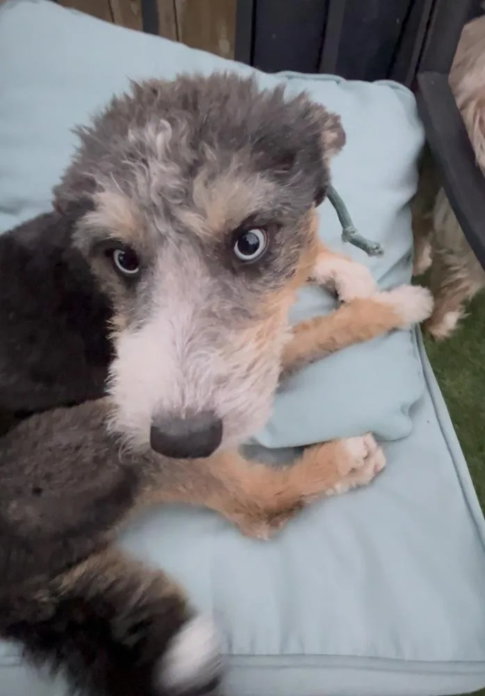 A baby medium-sized male Brown / Chocolate Schnauzer dog named Gabriel for adoption in San Diego, CA