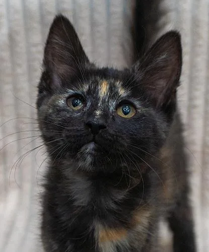 A baby small-sized female Tortoiseshell Domestic Short Hair cat named Amber for adoption in Encinitas, CA