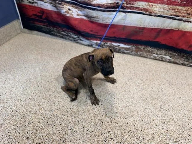 A baby small-sized female Boxer dog named Meko for adoption in Miami, FL