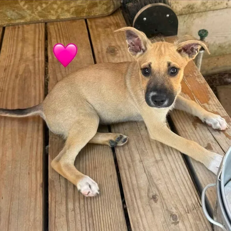 A baby medium-sized female Yellow / Tan / Blond / Fawn German Shepherd Dog dog named Payton for adoption in Brentwood, CA