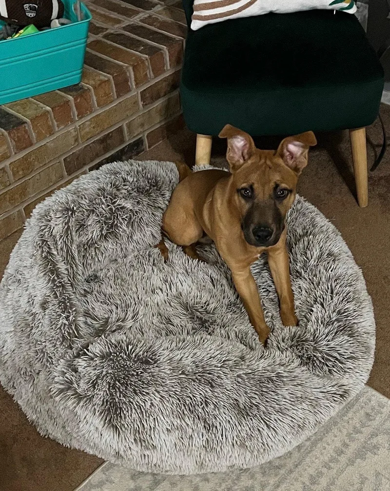 A young medium-sized male Black Mouth Cur dog named Biscuit for adoption in Euless, TX