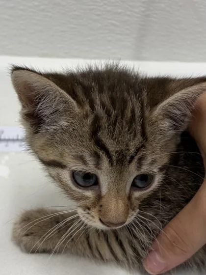 A baby small-sized male Domestic Short Hair cat named Maserati for adoption in West Chester, PA