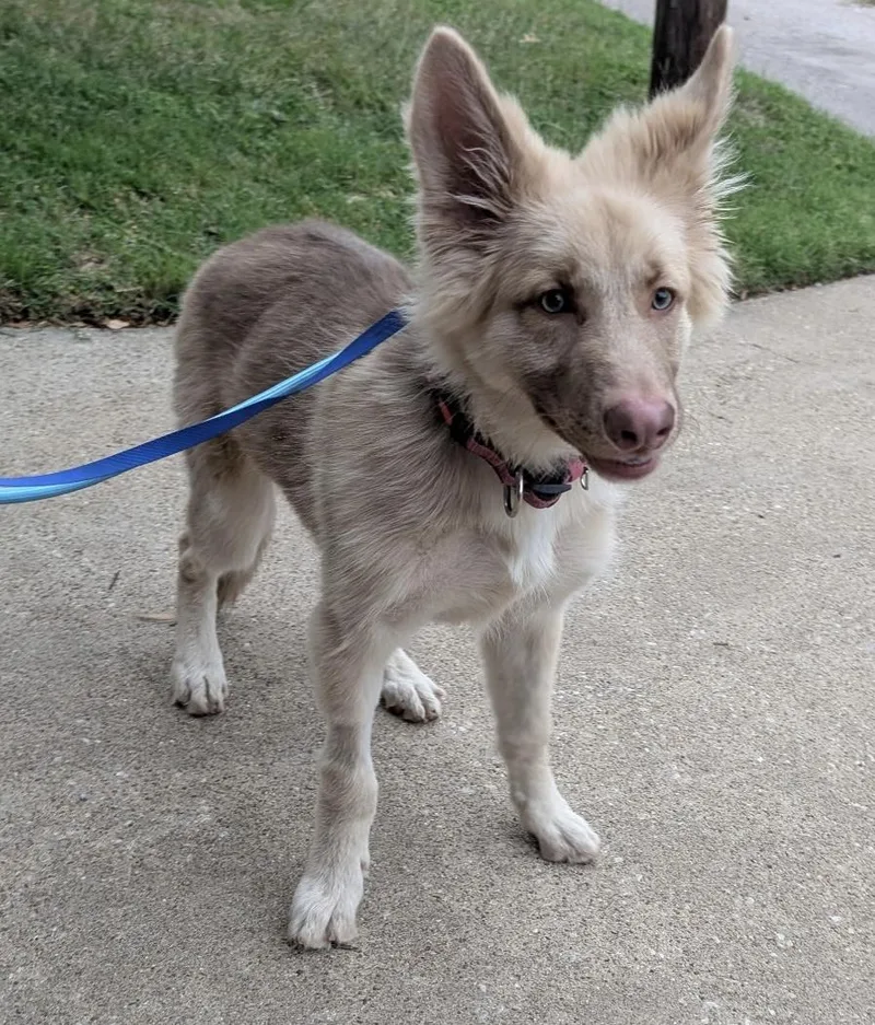 A young large-sized female German Shepherd Dog dog named Lizzie for adoption in Dallas, TX