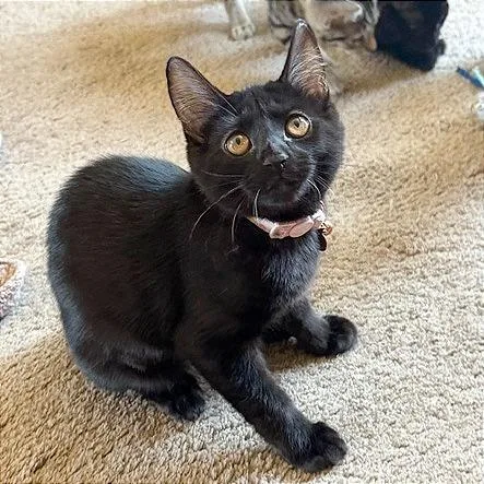 A baby small-sized female Black Domestic Short Hair cat named Pearl for adoption in Pleasant Hill, CA