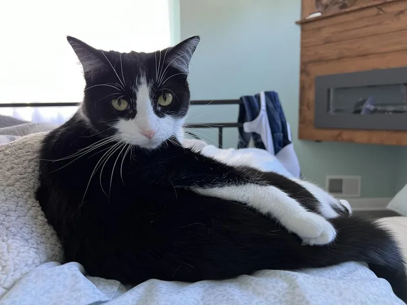 An adult large-sized female Domestic Short Hair cat named Rocky for adoption in Ferndale, MI