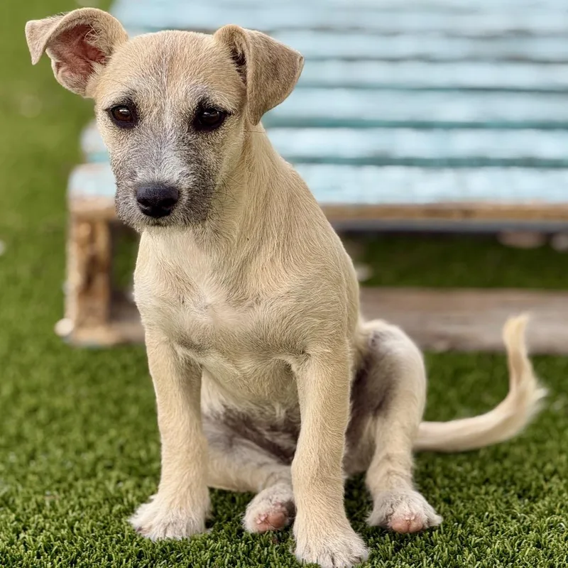 Cora: Cute Terrier