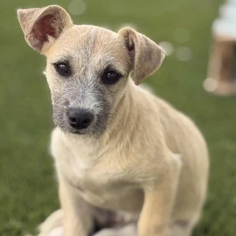 Cora: Cute Terrier thumbnail 4
