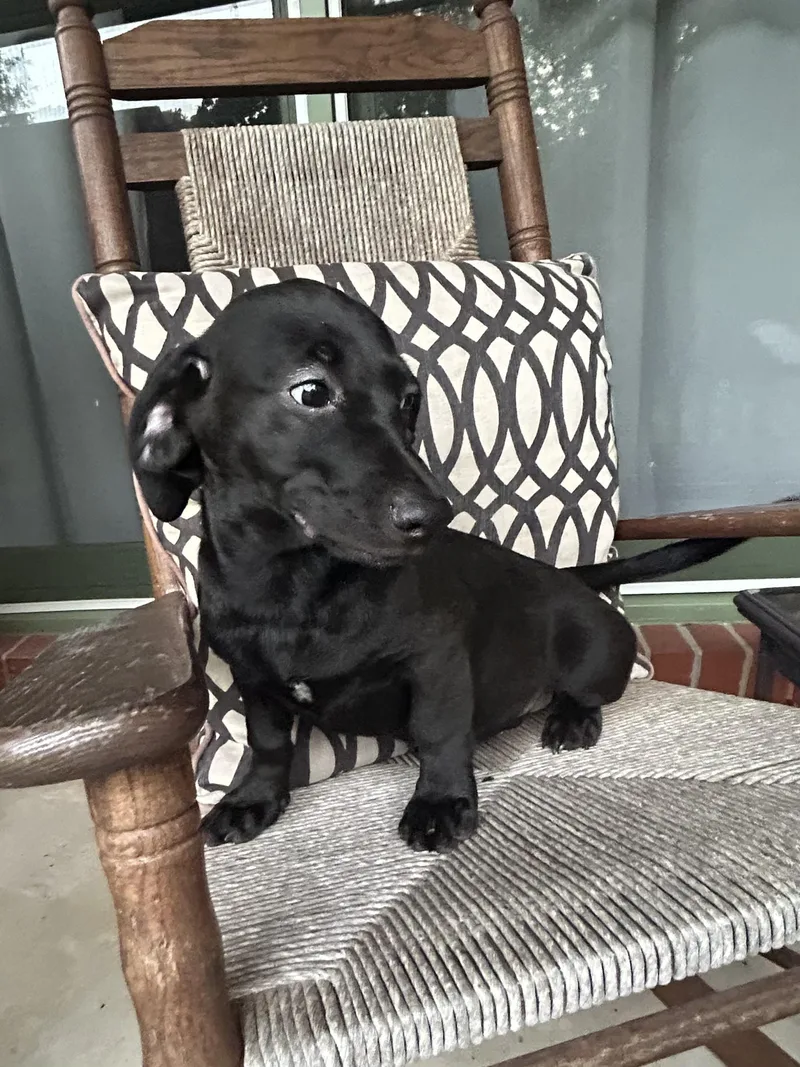 A baby medium-sized female Basset Hound dog named Raine for adoption in Fosters, AL