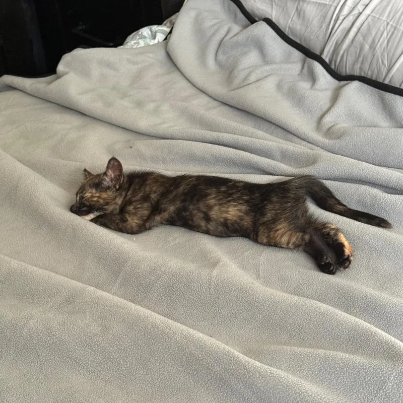 A baby small-sized female Tortoiseshell Domestic Short Hair cat named Tony for adoption in Ferndale, WA