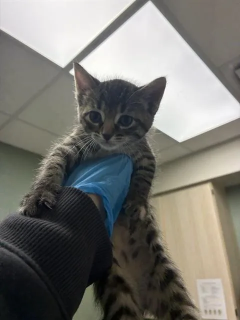 A baby small-sized female Domestic Short Hair cat named Elaine for adoption in Brighton, CO