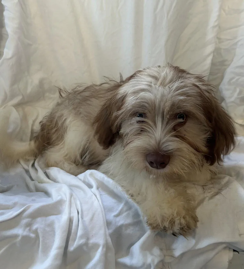 A baby small-sized male Lhasa Apso dog named Cobbler for adoption in Pipe Creek, TX