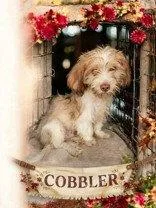 Cobbler thumbnail 2