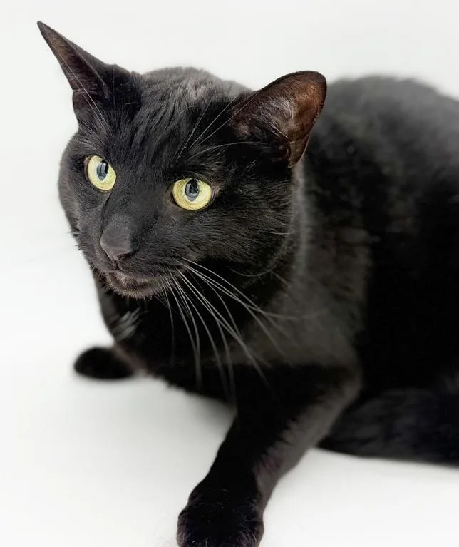 Bear Is The Ultimate thumbnail 3