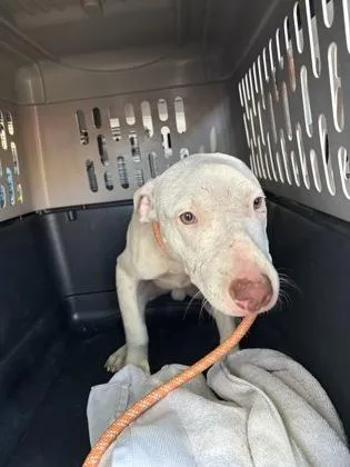 A baby medium-sized male Mixed Breed dog named Creme for adoption in West Chester, PA