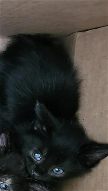 A baby medium-sized male Domestic Medium Hair cat named Felipe for adoption in Dallas, TX
