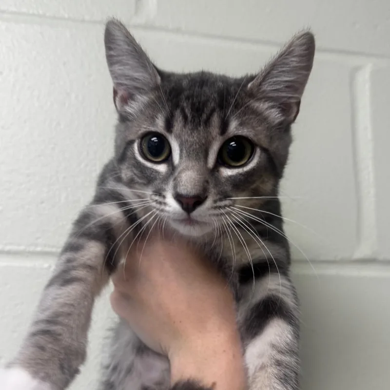 A baby small-sized male Gray / Blue / Silver Domestic Medium Hair cat named Firebird for adoption in Middleburg, FL