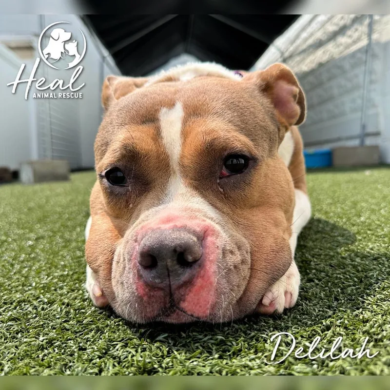 An adult medium-sized female Brown / Chocolate English Bulldog dog named Delilah for adoption in Youngwood, PA