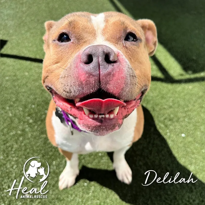 Delilah thumbnail 2