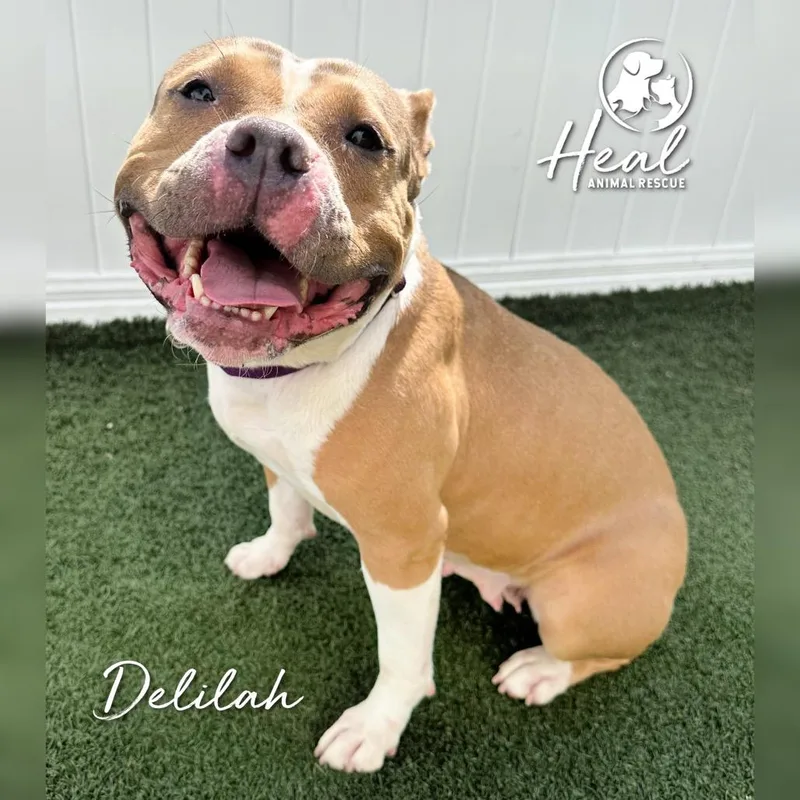 Delilah thumbnail 3